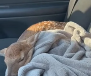 R1305015_Mother Deer Begged Him to Save Her Baby � PART 2
