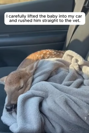 R1305015_Mother Deer Begged Him to Save Her Baby � PART 2