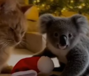 R1305016_The Cat Comforted the Scared Baby Koala �❤️PART 2