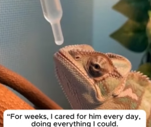 R1305017_The Chameleon Who Waited for His Wife � PART 2