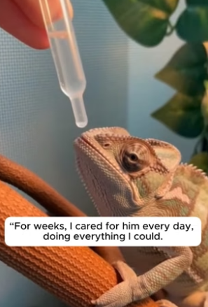 R1305017_The Chameleon Who Waited for His Wife � PART 2