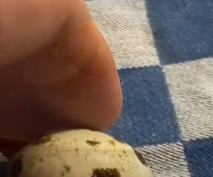 D1505001_A guy tried to hatch two cartons of quail eggs he bought from the supermarket and then…PART 2