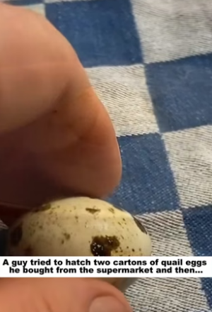 D1505001_A guy tried to hatch two cartons of quail eggs he bought from the supermarket and then…PART 2