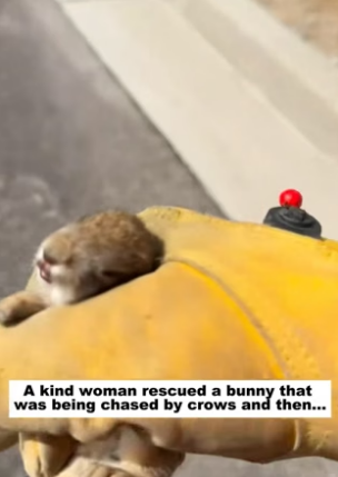 D1505002_A kind woman rescued a bunny that was being chased by crows and then…PART 2