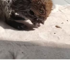 D1505003_A kind family rescued a trapped squirrel and then this happened…PART 2