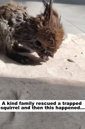 D1505003_A kind family rescued a trapped squirrel and then this happened…PART 2
