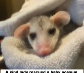 D1505004_A kind lady rescued a baby possum trapped in a swimming pool, and then…PART 2