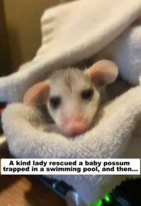 D1505004_A kind lady rescued a baby possum trapped in a swimming pool, and then…PART 2