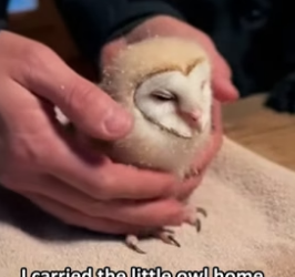 B2804007_My dog found a baby owl under a tree, crying � PART 2