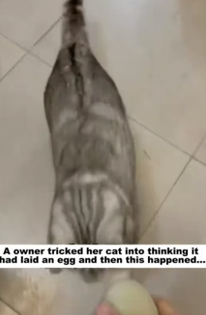 D1505005_A owner tricked her cat into thinking it had laid an egg and then this happened…PART 2