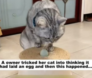 D1505005_A owner tricked her cat into thinking it had laid an egg and then this happened…PART 2