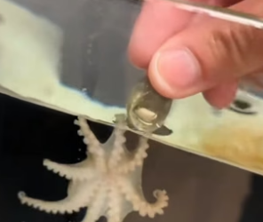 N0405018_A kind couple adopted a baby octopus that was living in a seashell, and then…PART 2