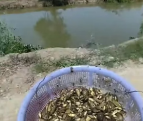 N0405017_A kind man rescued small fish that were about to die in a mud pit, and then…PART 2