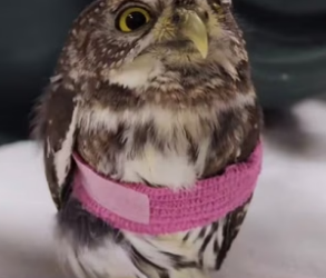 N0405016_A kind couple rescued an injured and sleepy little owl, and then…PART 2