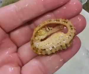 N0405015_A kind couple found a stranded seahorse and adopted it, and then…PART 2