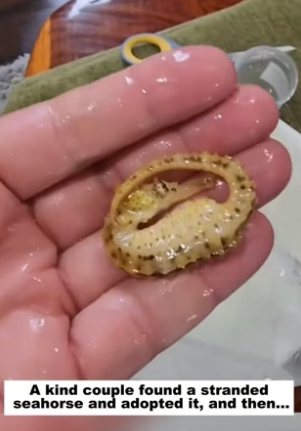 N0405015_A kind couple found a stranded seahorse and adopted it, and then…PART 2