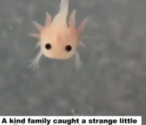 N0405013_A kind family caught a strange little fish and adopted it, and then…PART 2