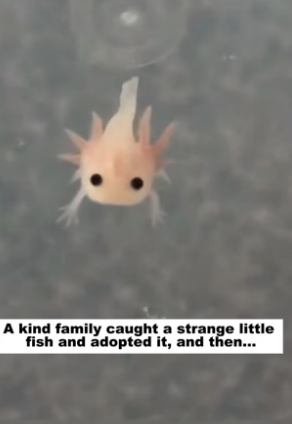 N0405013_A kind family caught a strange little fish and adopted it, and then…PART 2