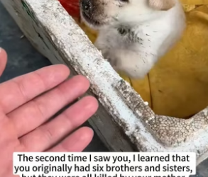 B1505001_I rescued a puppy that had been bitten because his mother was aggressive towards her food,and then…PART 2