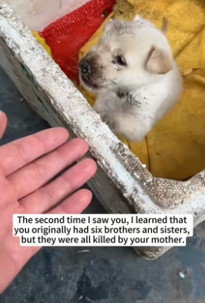 B1505001_I rescued a puppy that had been bitten because his mother was aggressive towards her food,and then…PART 2