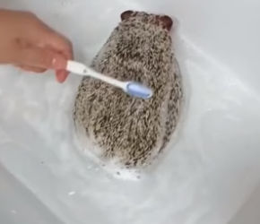 B1505002_A hedgehog was bitten by a dog, so I saved her and unexpectedly saved five little lives❤️PART 2