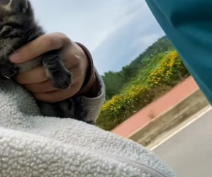 B1505004_The kitten kept following me, so I took him home and he was adopted by a dog ❤️PART 2