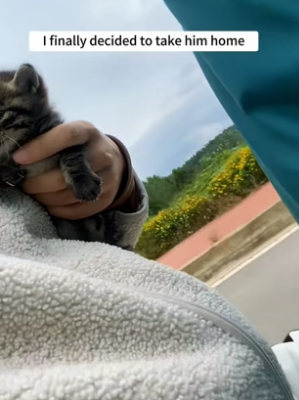 B1505004_The kitten kept following me, so I took him home and he was adopted by a dog ❤️PART 2