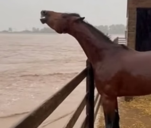 R1305009_The Most Emotional Reunion During a Flood �❤️PART 2
