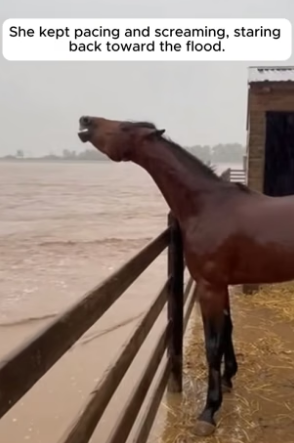 R1305009_The Most Emotional Reunion During a Flood �❤️PART 2