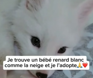 P1605012_Je trouve un bébé renard blanc  comme la neige et je l’adopte�❤️PART 2