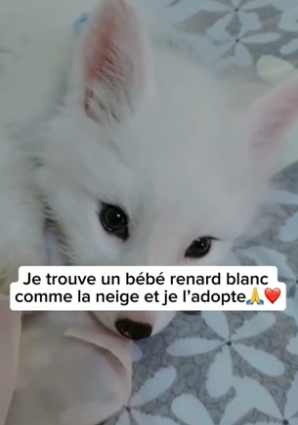 P1605012_Je trouve un bébé renard blanc  comme la neige et je l’adopte�❤️PART 2
