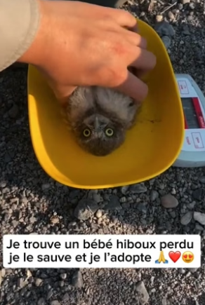 P1605006_Je trouve un bébé hiboux perdu  je le sauve et je l’adopte �❤️� PART 2