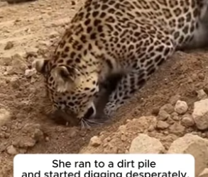 R1605010_The Leopard Stopped the Excavator � PART 2