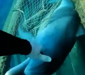 R1605009_The Dolphin Was Begging for Help! � PART 2