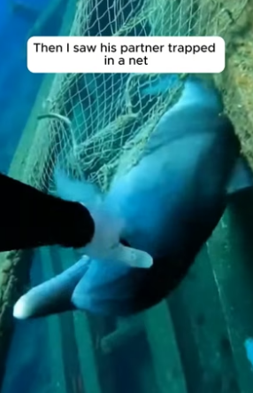 R1605009_The Dolphin Was Begging for Help! � PART 2