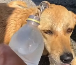 R1605006_He Saved a Dog, and His Own Dog Welcomed Him �❤️PART 2