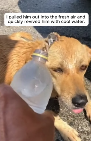 R1605006_He Saved a Dog, and His Own Dog Welcomed Him �❤️PART 2