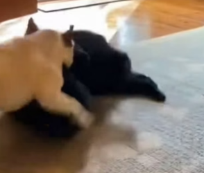 R1605004_The Mother Bear Let Her Cubs Play With the Dog � PART 2