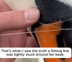 R1605003_The Swan Was Asking the Dog for Help � PART 2