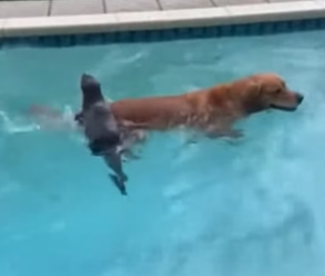 R1605002_Wild Otters Took Over Their Swimming Pool! �❤️ PART 2