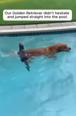 R1605002_Wild Otters Took Over Their Swimming Pool! �❤️ PART 2