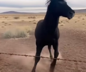 R1605001_The Wild Horse Trusted the Man to Save Her �� PART 2