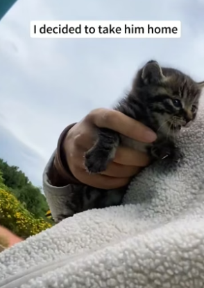B1505007_The kitten fallowed me home and was adopted by my dog PART 2