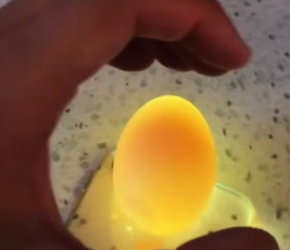 B1505008_I accidentally found a duck egg in the park,I took it home and hatched it ❤️PART 2