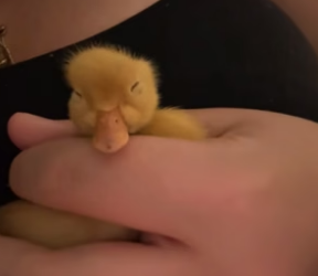 B1505009_I rescued a newborn duckling and decided to adopt him ❤️PART 2