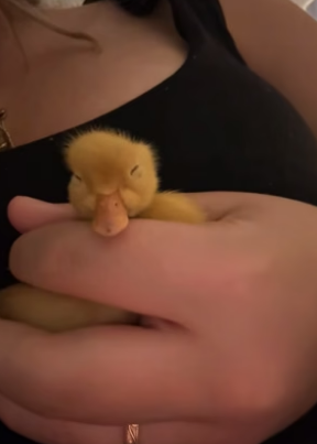 B1505009_I rescued a newborn duckling and decided to adopt him ❤️PART 2