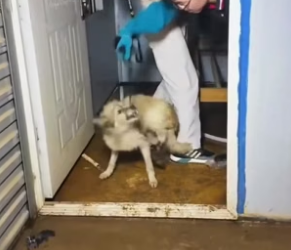 B1505010_The puppy’foot was caught in a trap,I rescued him and then…❤️PART 2