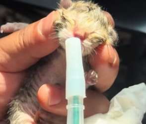 B1505011_The mother kitten gave birth outside,I rescued them and decided to adopt them ❤️PART 2