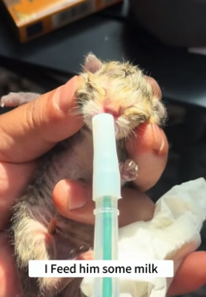 B1505011_The mother kitten gave birth outside,I rescued them and decided to adopt them ❤️PART 2