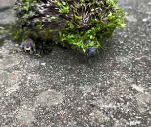 B1505012_I rescued a drowning hedgehog unexpectedly saved five little lives ❤️PART 2